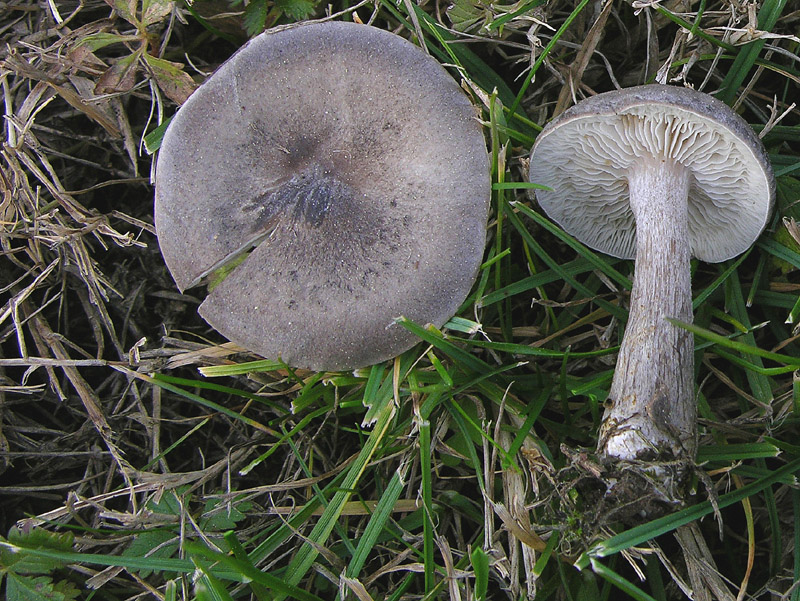 Melanoleuca da determinare.